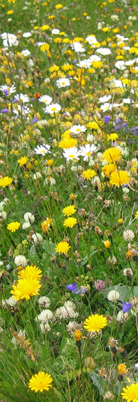 fleurs